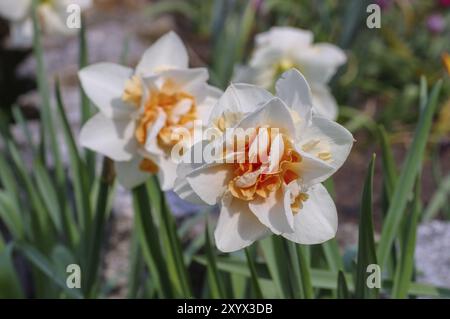 Narzisse der Sorte Orangery, die Narzissen-Blüte, wird Orangery genannt Stockfoto