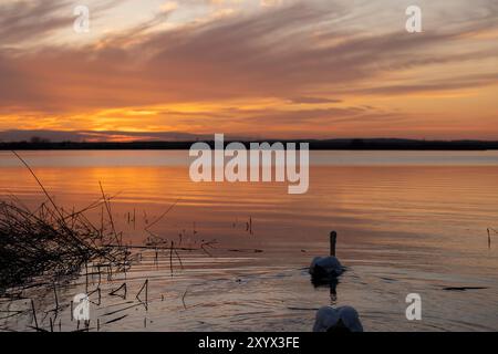 Erwachsene weiße Schwäne schwimmen auf dem See bei Sonnenuntergang, Sonnenuntergang auf dem See mit der Reflexion des Himmels und Schwäne im Fluss Stockfoto