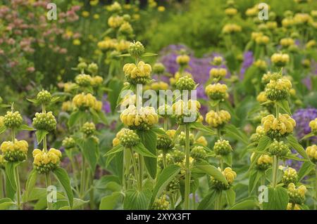 Russel-Brandkraut, Phlomis russeliana, Jerusalem Salbei, Phlomis russeliana eine violette Wildblume Stockfoto