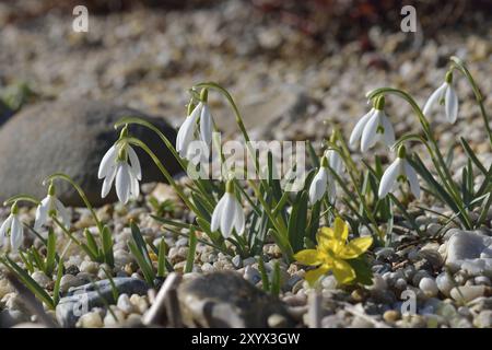 Schneetropfen im Frühjahr, Galanthus nivalis, Schneetropfen im Frühjahr Stockfoto