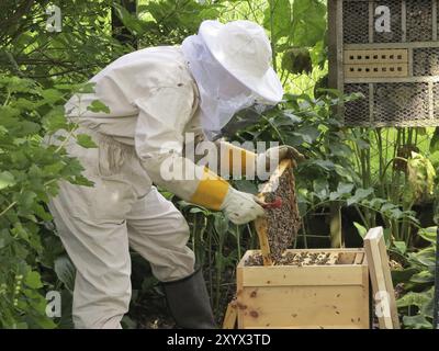 Imker in Schutzkleidung bei der Arbeit Stockfoto