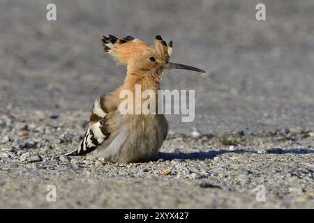 Eurasischer Wiedehopf auf der Suche nach Nahrung im Herbst Stockfoto