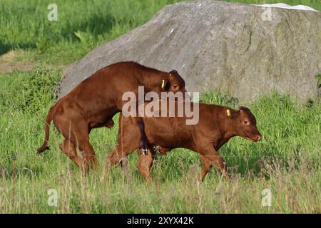 Eine Herde von Kühen auf der Weide. Rote Bergrinder in der Landschaft, Rote Bergrinder Stockfoto