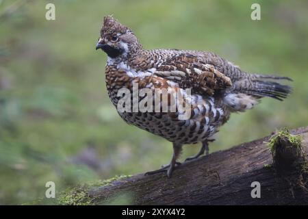 Haselhühner (Tetrastes bonasia), Synonym: Bonasa bonasia, Haselhühner Stockfoto