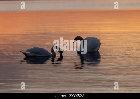 Erwachsene weiße Schwäne schwimmen auf dem See bei Sonnenuntergang, Sonnenuntergang auf dem See mit der Reflexion des Himmels und Schwäne im Flusswasser Stockfoto