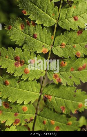 Gymnosporangium cornutum an Blättern eines Baumes Stockfoto