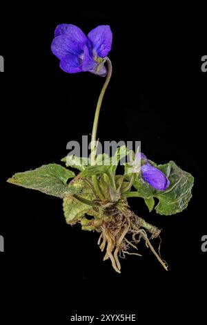 Den ganzen März lang violett mit Blüten, Knospen, Blättern und Wurzeln, die auf Schwarz geschnitten sind Stockfoto