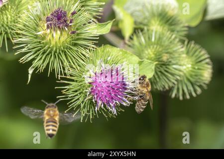 Fliegende und sitzende Honigbiene auf einer Distelblume vor einem verschwommenen grünen Hintergrund Stockfoto