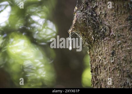 Detaillierte Makroaufnahme eines Baumstamms mit einem klaren Tropfen Harz, der natürlichen baumsaft in einer üppigen Waldlandschaft hervorhebt Stockfoto