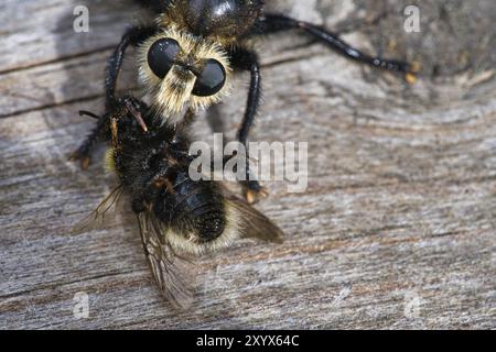 Gelbe Mordfliege oder gelbe Raubfliege mit einer Hummel als Beute. Das Insekt wird vom Jäger ausgesogen. Gelbe schwarze Haare bedecken den Jäger. Makro-sh Stockfoto