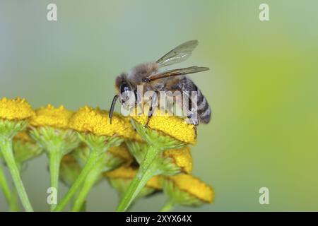 Europäische Honigbiene (APIs mellifera) auf Blüten von tansy (Tanacetum vulgare), Hochgeschwindigkeits-Naturfoto, Wildtiere, Insekten, Siegerland, Nordrhein-Westph Stockfoto