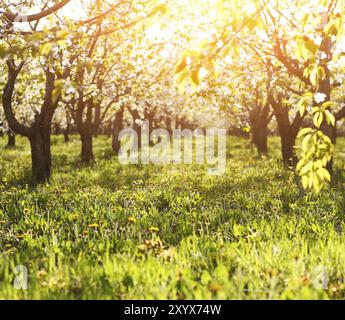 Blühenden Kirschbäume Baumgarten auf einer Wiese mit der Sonne durch die Äste Stockfoto