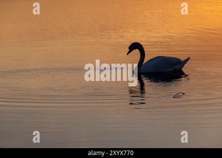Erwachsene weiße Schwäne schwimmen auf dem See bei Sonnenuntergang, Sonnenuntergang auf dem See mit der Reflexion des Himmels und Schwäne im Wasser Stockfoto