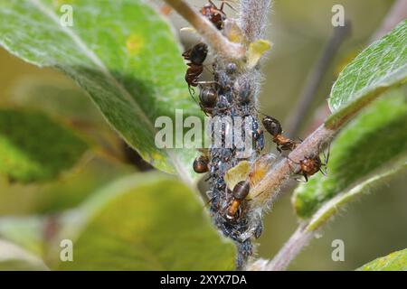 Ameisen und Blattläuse auf einer Pflanze Stockfoto