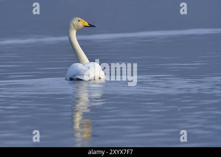 Schwan am Morgen auf einem See. Singschwan in der Oberlausitz Stockfoto