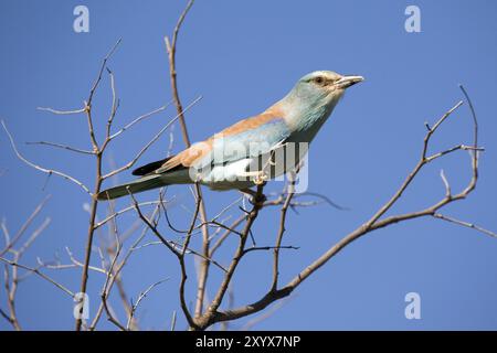 Ein Europäisches Roller auf einer Niederlassung Stockfoto