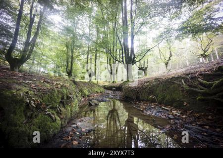 Hayedo de Otzarreta, fagus Sylvatica, parque Natural Gorbeia, Alava-Vizcaya, Euzkadi, Spanien, Europa Stockfoto