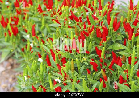 Mini-Chili Pfflanze, Chili Minimum, viele rote Früchte auf der Pflanze Stockfoto