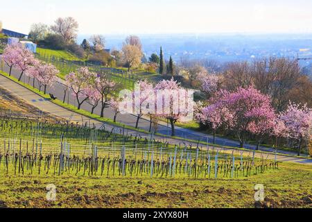 Landschaft rund um Gimmeldingen waehrend der Mandelbluete im Fruehling, Landschaft rund um Gimmeldingen während der Mandelblüte im Frühjahr, Deutschland, EU Stockfoto