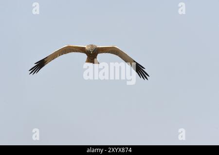 Marsh harrier auf dem Prowl.Western Marsh-harrier (Circus aeruginosus), männlich im Flug, Western Marsh Harrier im Fliegen Stockfoto