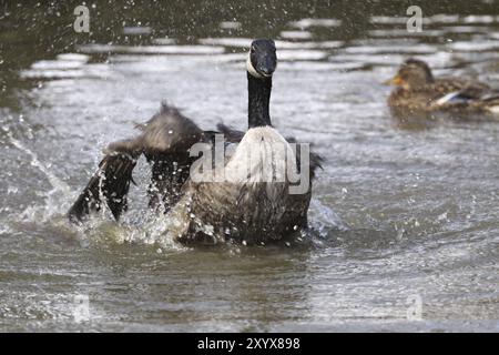 Badeende Kanadische Gans Stockfoto