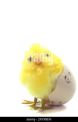 Ostern, Küken im Ei vor weißem Hintergrund Stockfoto