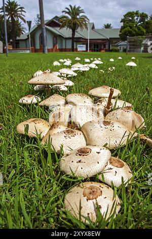 Pilze in neuen Soth Wales Australien Regenschirm Pilze Stockfoto