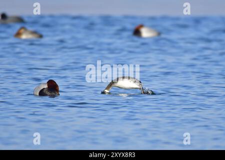 Gehörnter im nicht-Zuchtgefieder in der Oberlausitz. Gehörnter im nicht-Zuchtgefieder Stockfoto