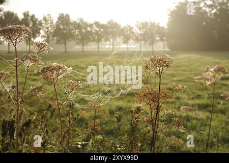 Landschaft, Wiese, Morgen, Sonnenlicht, Spinnennetz, Deutschland, die große Konstruktion des Spinnennetzes liegt zwischen zwei Pflanzen auf der Wiese, Europa Stockfoto