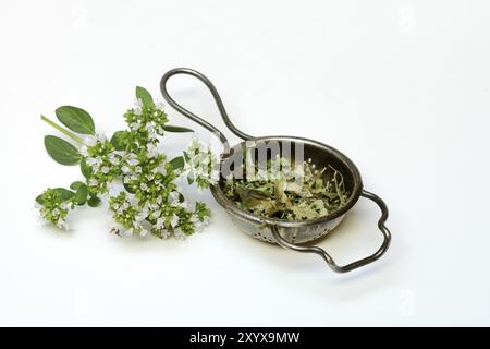 Getrockneter Oregano in einem Teesieb und ein Zweig blühenden Oregano, Origanum vulgare Stockfoto