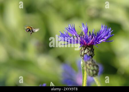 Kornblume mit fliegenden Hummeln vor grünem, verschwommenem Hintergrund mit Textraum Stockfoto