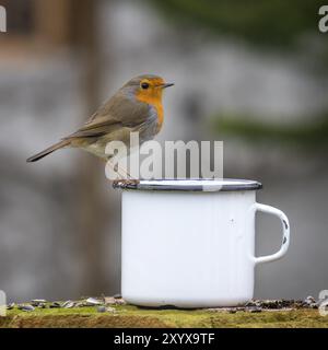 Robin sitzt am Rand eines Blechbechers vor einem unscharfen Hintergrund mit Textabstand Stockfoto