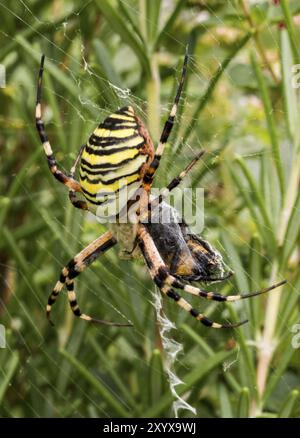 Große Wespenspinne in ihrem Netz zwischen Wiesenblumen Stockfoto