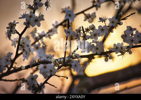 Kirschblüten im Vordergrund bei romantischem Sonnenuntergang vor einer Wiese. Naturfoto Stockfoto