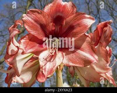 Nahaufnahme einer großen, roten amaryllis-Blume in voller Blüte, Amsterdam, Niederlande Stockfoto