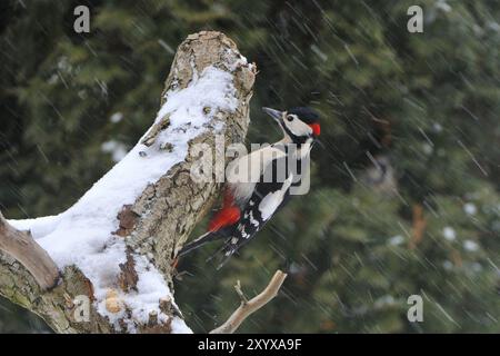 Toller Fleckenspecht im Winter in einem Baum. Buntspecht im Winter Stockfoto