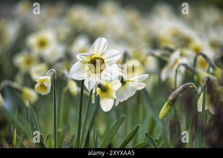 Weiße Narzissen, auch bekannt als Narzissen in voller Blüte, Essenz des Frühlings mit dem lebhaften Aussehen und der lebhaften Verteilung der weißen Narzissen Stockfoto