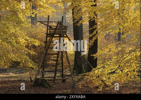 Hoher Sitz im herbstlichen Laubwald, Spessart, Bayern Stockfoto