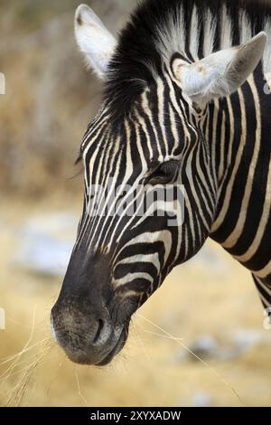 Zebra-Portrait Stockfoto