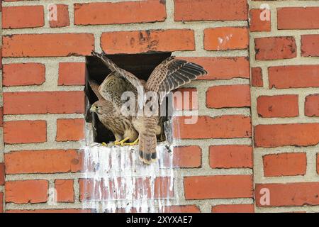 Turmfalken, Jungvoegel am Horst, Kestrel, vollwertig, vollwertig, Jungvögel in Nesthöhle Stockfoto