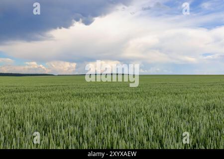 Weizenfeld bei bewölktem Wetter, ein Feld mit unreifem Weizen vor einem Gewitter, Himmel Stockfoto