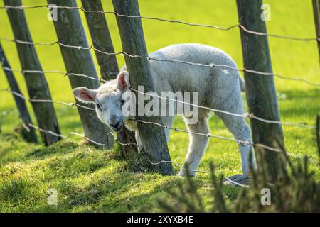 Neugierig Lamm auf einer Wiese in die Kamera schaut Stockfoto