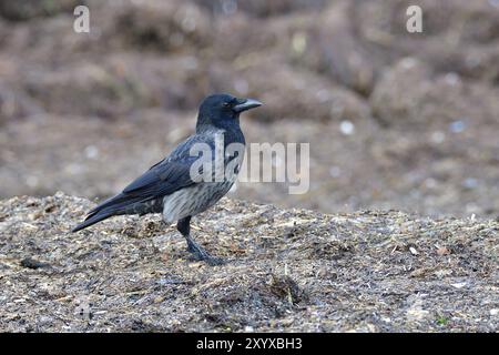 Aaskrähe auf der Suche nach Nahrung Stockfoto