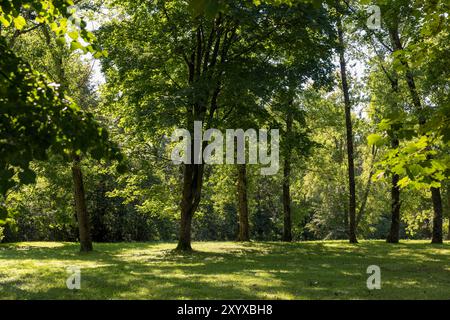 Im Park wachsen Bäume verschiedener Art, im Sommer verschiedene Laubbäume in einem Mischpark Stockfoto