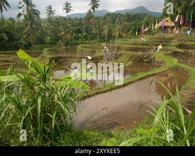 Blick auf das wassergefüllte Reisfeld und Palmen mit Bergen im Hintergrund in Bali, Indonesien. Stockfoto