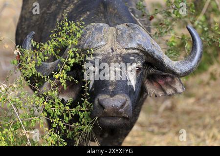 Buffalo-Porträt Stockfoto