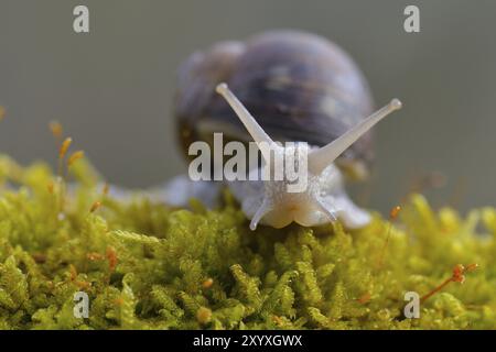 Burgunderschnecke auf dem Waldboden. Helix pomatia, gebräuchliche Namen die römische Schnecke, Burgunderschnecke im Wald Stockfoto