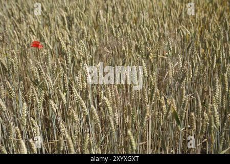 Einsamer Mohn in einem Weizenfeld Stockfoto