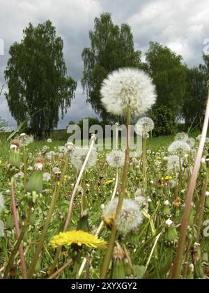 Löwenzahn-Wiese Stockfoto