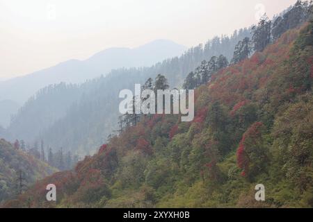 Blühender rosafarbener Rhododendron im Annapurna Consevation Area. Frühlingsszene in der Nähe von Pokhara Stockfoto